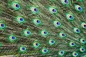 Pfau, Augensymbole auf den Schwanzfedern, Männchen radschlagend, Balz, Pavo cristatus, Indien, Zoo