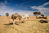 Dromedare, Camelus dromedarius, Libyen, Sahara, Nordafrika