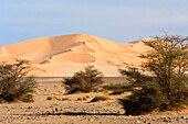 Sanddünen der libyschen Wüste, Tamarisken, Erg Murzuk, Libyen, Sahara, Nordafrika