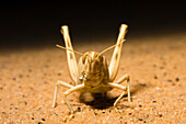 Grasshopper in the libyan desert, Sahara, Libya, North Africa