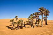 Date Palm Trees in Um el Ma oasis and sanddunes, libyan desert, Libya, Africa