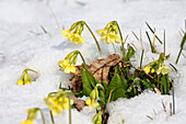 Cowslips in snow, Primula elatior, Germany