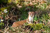 Weasel, Mustela nivalis, Bavaria, Germany