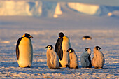 Emperor Penguins with chicks at sunset, Aptenodytes forsteri, iceshelf, Weddell Sea, Antarctic