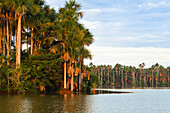 Mauriti Palm Trees, Buriti, Moriche Palms, at Sandoval Lake, Mauritia flexuosa, Tambopata National Reserve, Peru, South America