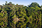 Regenwald am Sandoval Lake, Tambopata Reservat, Peru, Südamerika