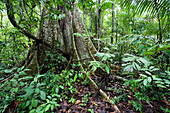 Regenwald am Tambopata River, Tambopata Reservat, Peru, Südamerika