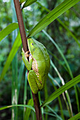 Frosch im Regenwald am Tambopata River, Riesenlaubfrosch, Tambopata Reservat, Peru, Südamerika