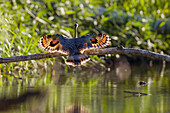 Sunbittern landing, Eurypyga helias, Tambopata National Reserve, Peru, South America