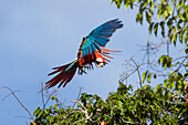 Red-and-green Macaw in flight Ara chloroptera, Tambopata National Reserve, Peru, South America
