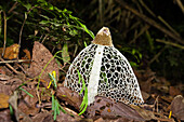 Pilz, Schleierdame, Dictyphora indusiata, Regenwald, Tambopata Reservat, Peru, Südamerika