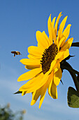 Sonnenblume mit Honigbiene, Helianthus annuus, Deutschland