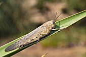 Europäische Wanderheuschrecke, Locusta migratoria, Portugal