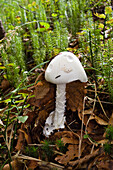 Deadly poisonous mushroom, Amanita virosa, Upper Bavaria, Germany, Europe