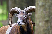 Mouflon, Argali, Ovis ammon, Bavaria, Germany, captive