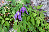 mountain flower, Alpine Clematis, Clematis alpina, Upper Bavaria, Alps, Germany