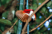 Königsparadiesvogel, Männchen balzt, Cicinnurus regius, West-Papua, Irian Jaya, Neuguinea, Indonesien