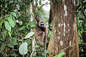 East Bornean Gray Gibbon in rainforest, Hylobates funereus, Sabah, Borneo, Malaysia