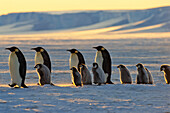 Kaiserpinguine mit Jungen wandern bei Sonnenuntergang, Aptenodytes forsteri, Eisschelf, Weddellmeer, Antarktis