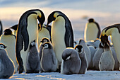Kaiserpinguine mit Jungen, Aptenodytes forsteri, Eisschelf, Weddellmeer, Antarktis