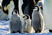 Emperor Penguin chicks, Aptenodytes forsteri, Weddell Sea, Antarctica