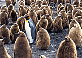 King Penguin with chicks, Aptenodytes patagonicus, South Georgia, Antarctica