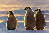 Emperor Penguin chicks, Aptenodytes forsteri, Weddell Sea, Antarctica