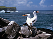 Maskentölpel, Sula dactylatra, Insel Hood, Galapagos, Ekuador, Südamerika