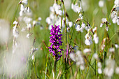 Breitblättriges Knabenkraut, Dactylorhiza majalis, Salep, und Wollgras, Bayern, Deutschland