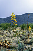 Anza-Borego Desert State Park, Kalifronien, USA