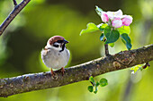 Tree Sparrow in apple tree, Passer montanus, Bavaria, Germany, Europe