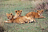 Junge Afrikanische Löwen, Panthera leo, Serengeti, Tansania, Ostafrika