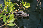 Junger Mississippi-Alligator in Mangroven, Alligator mississippiensis, Ding Darling, Florida, USA