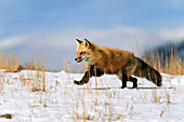 Red Fox in winter running, Vulpes vulpes, USA