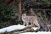 Canada Lynx in snow, Lynx canadensis, North-America