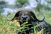 African Buffalo, Syncerus caffer, Serengeti Nationalpark, Tanzania, East Africa