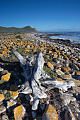 Treibholz am Strand, Cape Point, Tafelberg National Park, Atlantik, Kapstadt, Kap-Halbinsel, Westkap, Südafrika
