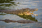 Crocodiles, Kota Kinabalu, Borneo, Malaysia.