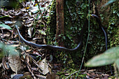 Snake, Mount Kinabalu, Borneo, Malaysia.