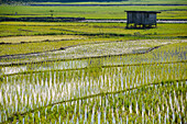 Rice fields at Mount Kinabalu, Borneo, Malaysia.