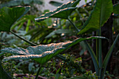 Raindrops on leaves, Mount Kinabalu, Borneo, Malaysia.