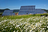 Solarpark bei Lieschensruh mit Margeriten Wiese, Edertal, Hessen, Deutschland, Europa