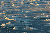Eisschollen schwimmen im Wasser während des Sonnenuntergangs, ein Königspinguin (Aptenodytes patagonicus) zeigt den Weg, Terra Nova Bay, Antarktis