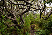 Enchanted pathway through Rata forest, Enderby Island, Auckland Island, New Zealand