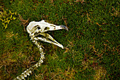 Skelett Schädel eines Wanderalbatros (Diomedea exulans), Enderby Island, Auckland Inseln, Neuseeland