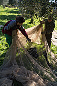 Olivenhain, Olivenbäume, Netze, abgeschüttelte Oliven, Toskana, Italien