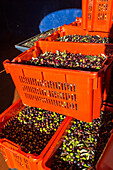 olive oil pressing, extra vergine, oil mill of Andrea Boschi, tasting the oil on toasted white bread with olive oil and garlic, Tuscany, Italy