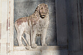 steinerne Löwe bewacht das Portal der Scuola Grande di San Marco, Eingang zum Krankenhaus, Venedig, Italien