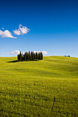 Landschaft bei San Quirico d'Orcia, Val d'Orcia, Provinz Siena, Toskana, Italien, UNESCO Welterbe