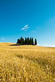 Landscape near San Quirico d`Orcia, Val d`Orcia, province of Siena, Tuscany, Italy, UNESCO World Heritage